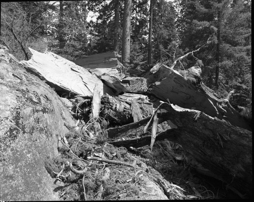 Buttress Tree, The day it fell, showing damage