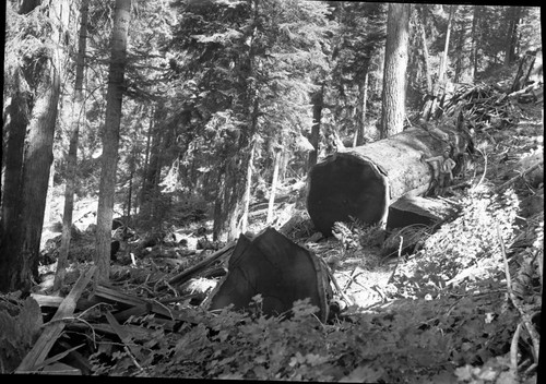 Logging, logging damage. Redwood Mountain Grove