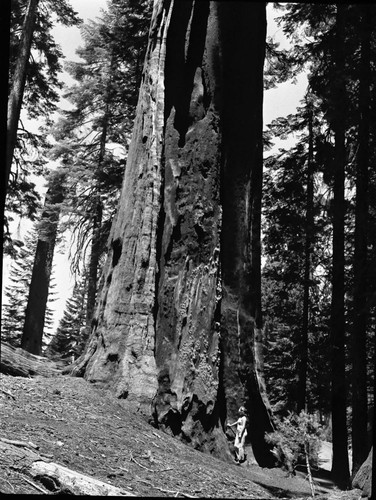 Miscellaneous Named Giant Sequoias, Chimney Tree