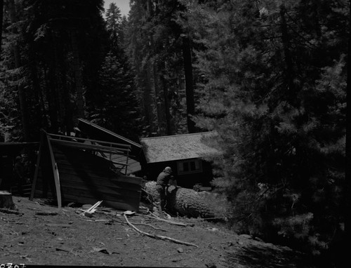 Hazard Trees, Fallen trees on cabins