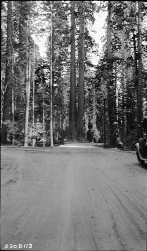 Giant Forest. Roads, Moro Rock Loop Road