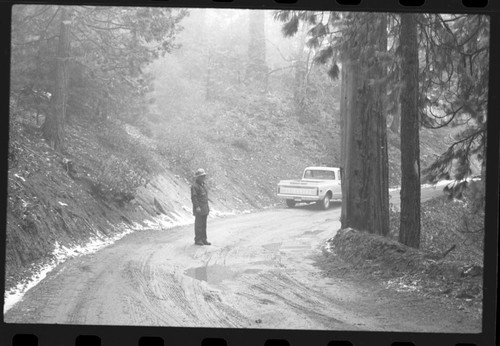 Aborglyphs. Witness Tree. J. Hartzell in photo. Near Camp Conifer