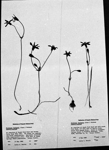 Ash Mountain, rare plants, Herbarium specimen of Brodiaea insignis