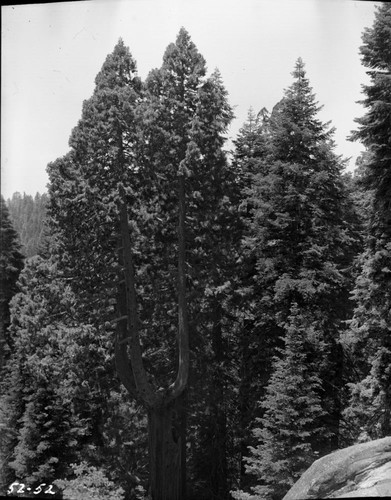 Giant Sequoias, Triple crowned sequoia at junction of Wolverton cut-off and Sequoia Saddle cut-off