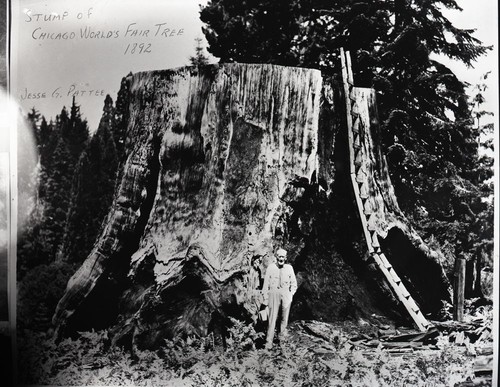 Giant Sequoia Stumps, Chicago Stump. Jesse G. Patter pictured