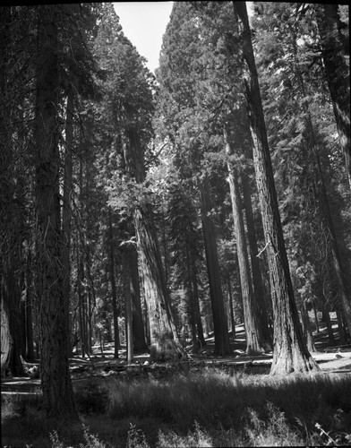 Hazard Trees, Sequoia No. M-12