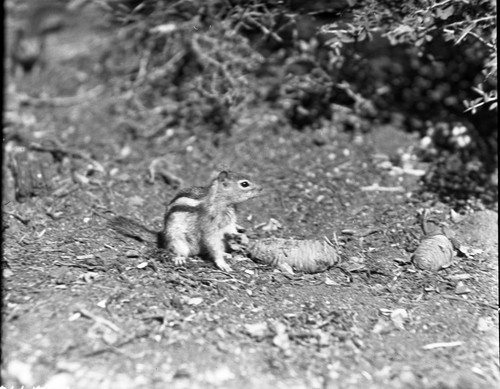 Golden-Mantled Groundsquirrel