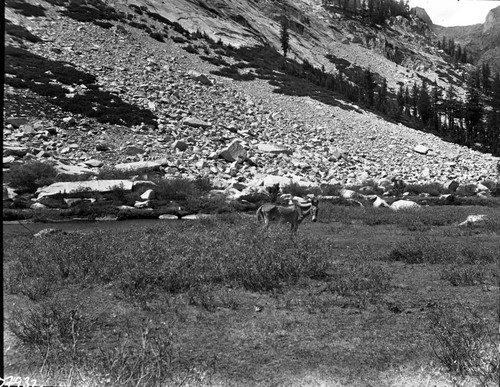 Meadow Studies, Little Pete Meadow in poor condition. Field notebook pg 1007. Misc. Meadows