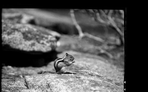 Misc. Mammals, Golden-Mantled Groundsquirrel