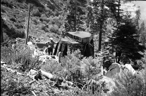 Logging, Redwood Mountain Grove