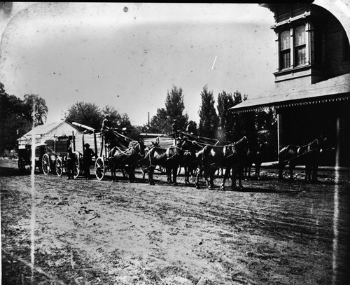 Visalia, Logging, Lumber wagons from Big Stump arriving. Smith Comstock stand near right front wheel