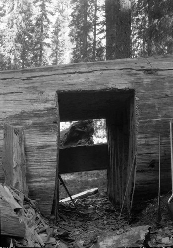 Fallen Sequoias, Trails, Buildings and Utilities, tunnel being cut though fallen sequoia on Hazelwood Nature Trail