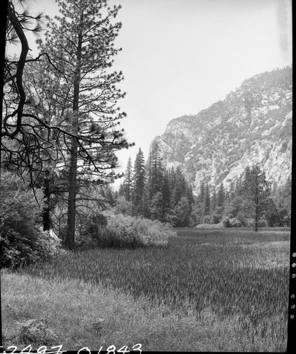 Zumwalt Meadow, Montane Meadow Plant Community