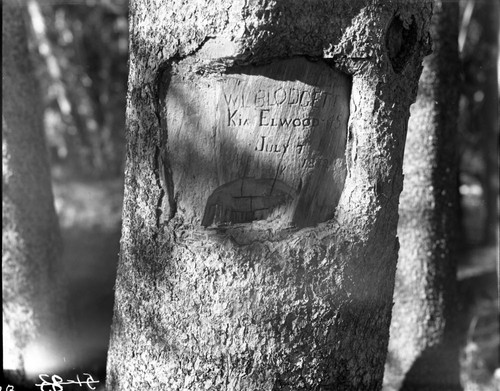 Arborglyphs, carving in tree, lower end of Kennedy Canyon