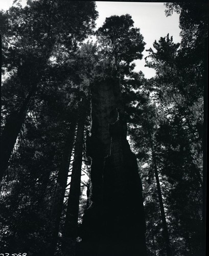 Miscellaneous Named Giant Sequoias, Black Chamber