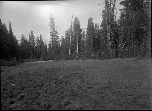 Meadow studies, lodgepoles invading meadow. remarks: Figure 59 Armstrong Report