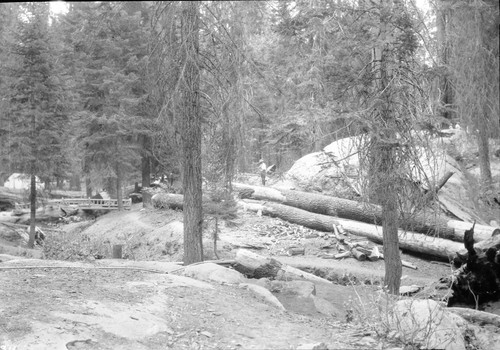 Construction, surveyed route of Generals Highway, note man in photo