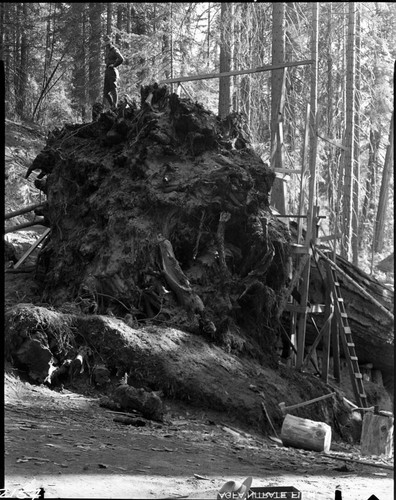 Giant Sequoia Sections, fallen sequoia having section removed for San Diego Exposition. Individual unidentified