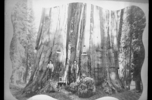 Misc. Named Giant Sequoias, Historic Individuals, L to R: John Jordan, James Jordan at Ed by Ned Tree near Round Meadow. Note: on 11 August 1933 Mrs. Amy W. Childs of Hanford gave date of photograph