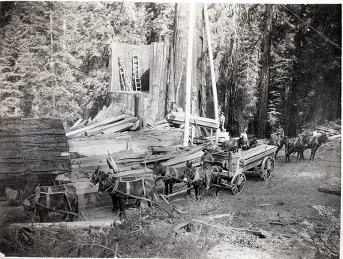 Converse Basin, Fallen Giant Sequoias, Cutting Chicago Centennial Tree, 1892. Man at extreme right (leaning on stump) is Mr. D.L. Krepps father of Frank Krepps