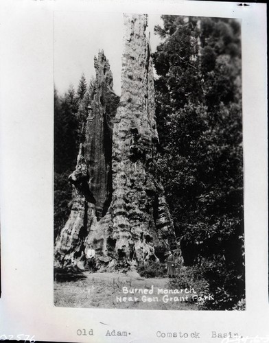 Giant Sequoia Stumps, Burnt Monarch, (Old Adam, Big Stump)