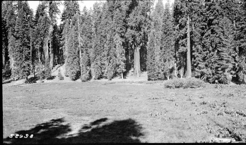 Misc Meadows, Round Meadow Panorama, left panel of a two panel panorama. Montane Meadow Plant Community