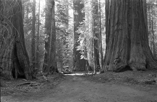 Giant Sequoias, Vehicular Use, Car on Redwood Canyon Road. Roads