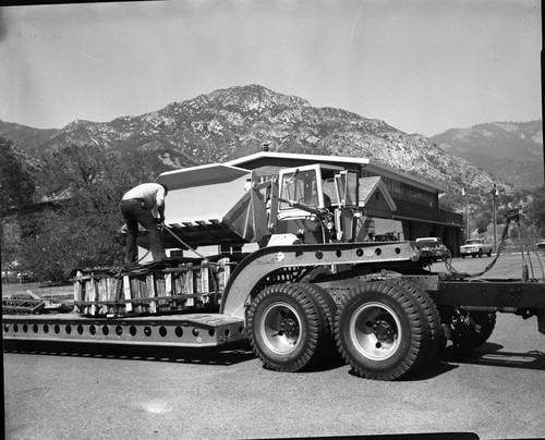 Giant Sequoia Sections, Loading stump for shipment to Iceland