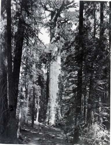 Lincoln Tree