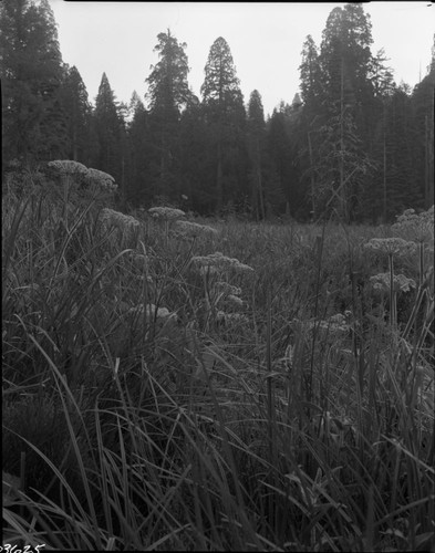 Misc. Plants, Cow Parsnip. Montane Meadow Plant Community