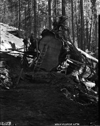 Giant Sequoia Sections, fallen sequoia having section removed for San Diego Exposition. Individual unidentified