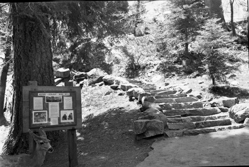 Exhibits, Deer, Trails, Moro Rock Exhibit