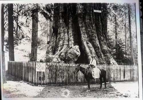 General Grant Tree