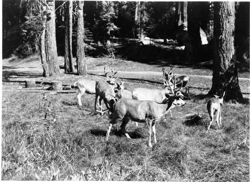 Deer, Mule Deer in meadow