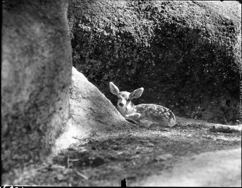 Joseph Dixon,, 330702, Giant Forest, SNP, Deer, Mule