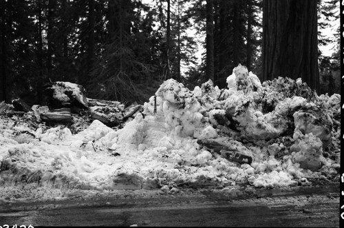 Record Heavy Snows, Fallen Giant Sequoias, Fallen sequoia in Lost Grove, fell during February snows, made a good trench in pavement, broke into many pieces