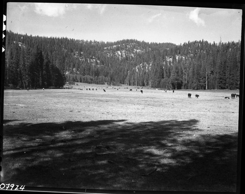 Meadow Studies, future dubious, Field notebook pg 1103. Grazing