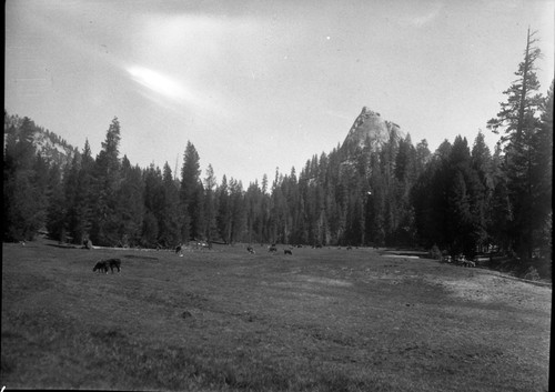 Meadow studies, grazing, meadow with three days drift of cattle. Light leak