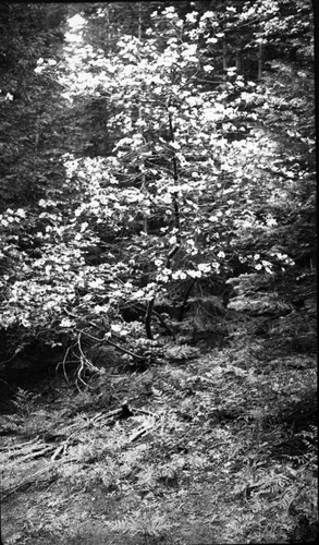 Misc. plants, Dogwood, Cornus nuttallii, 6100