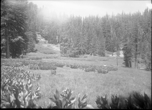 Meadow studies, line of first forage sample. Ranger Richards in photo