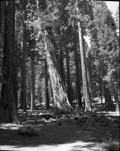 Hazard Trees, Sequoia No. M-12