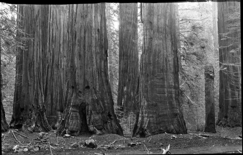 Redwood Mountain Grove, Giant Sequoia