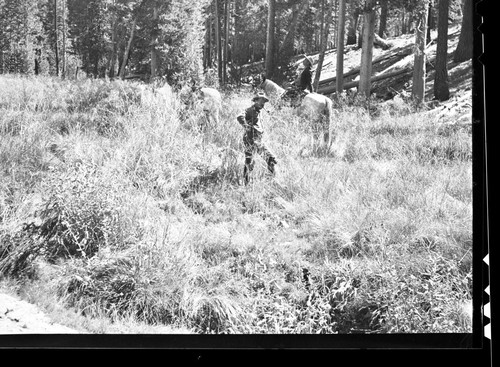 Meadow studies, this is a stringer of feed along a creek. Crowley and Box used to be this way. "Would hide a cow ten feet away in 1902-4" Lee Lowery. Stock Use. Individuals unidentified