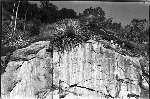 Misc. Geology, Marble, Yuccas