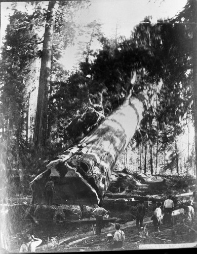 Logging, Felling the Joseph LeConte Tree above Camp #4, near the Boole Tree. Remarks: Bill Mills standing on stump. Misc. named Giant Sequoias