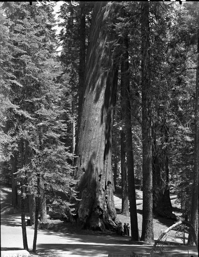 Miscellaneous Named Sequoias, Puzzle Corner Tree, Still standing at this date