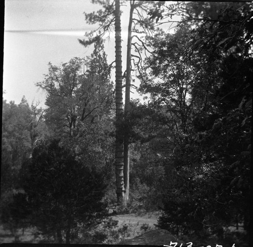 Hetch Hetchy, Yosemite National Park, Misc. Birds Sapsucker holes in tree