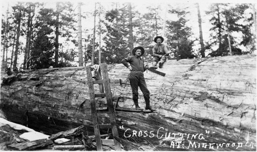 Logging, Cross-cutting sequoia log, early 1900's