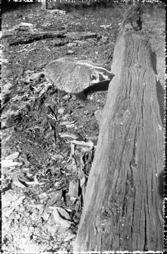 Hockett Meadow area, Misc. Mammals, Badger