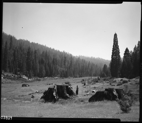 Logging, Cut-over area. Misc. Basins